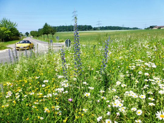 Verkehrsinselmischung (100g)