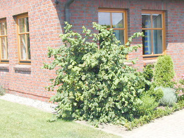 Korkenzieherhasel 'Contorta' (Corylus avellana 'Contorta')