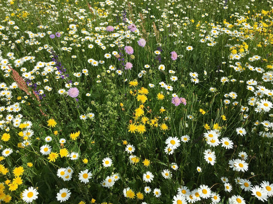 Blumenwiese ohne Gräser (10m²)