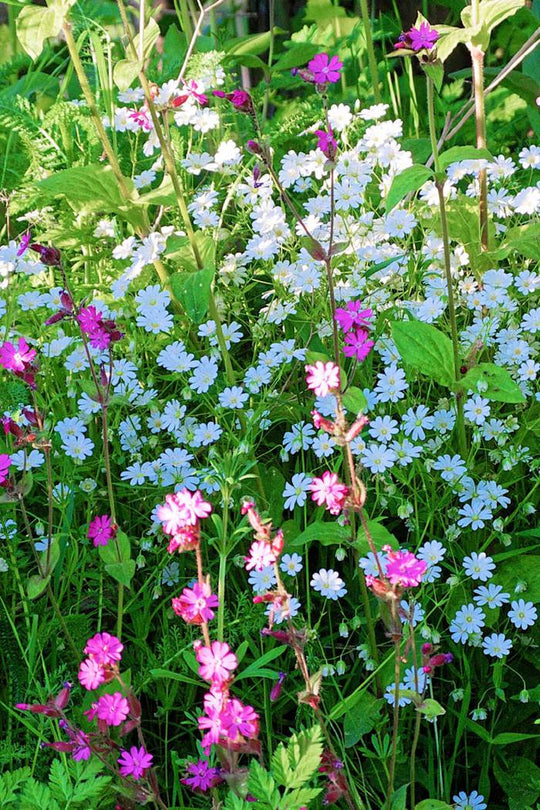 Schattsaum ohne Gräser (100g)