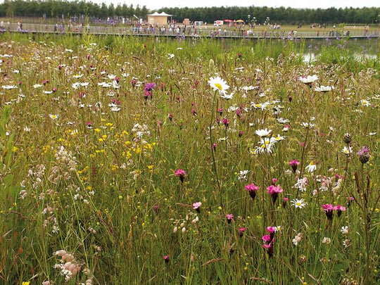 Mager- und Sandrasen (100g)