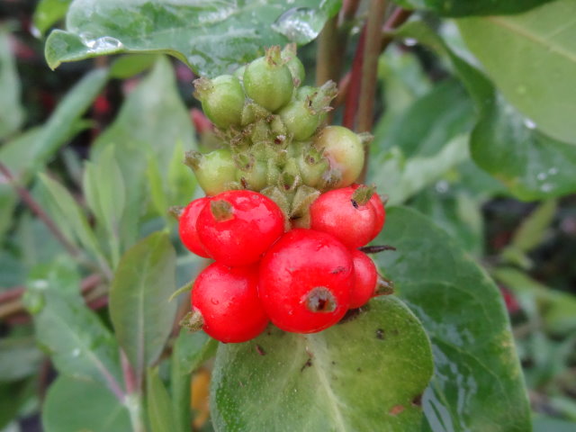 Echtes Geißblatt (Lonicera caprifolium)