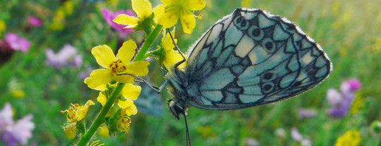 Kleiner Odermennig (Agrimonia eupatoria)