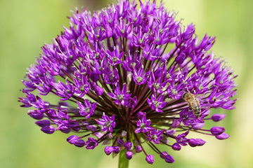 Allium Purple Sensation (A9006) 