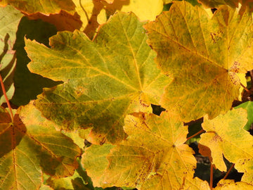 Schneeball-Ahorn (Acer opalus)