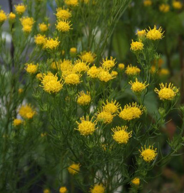 Goldhaar-Aster (Aster linosyris) 