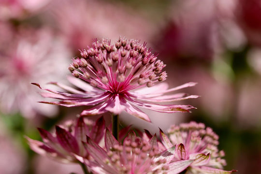 Große Sterndolde (Astrantia major)