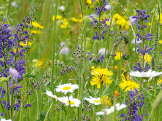 Blumenwiese halbmager SPEZIAL (100g)