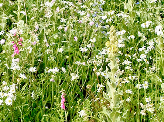 Bunter Saum SPEZIAL (100g)