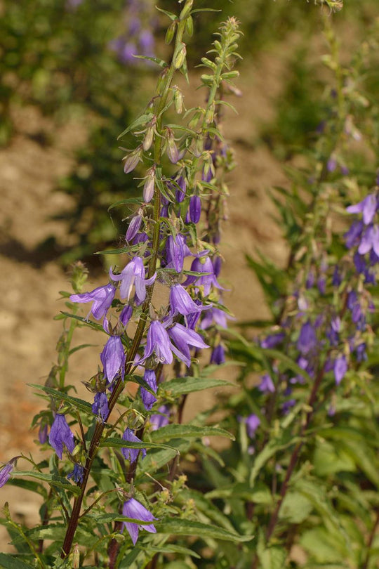 Acker-Glockenblume (Campanula rapunculoides)
