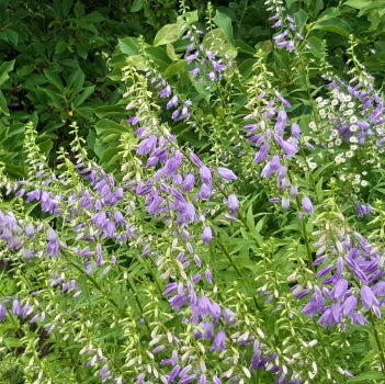 Acker-Glockenblume (Campanula rapunculoides) "Bio"