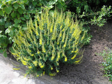 Schwarzer Ginster "Cyni" (Cytisus nigricans)