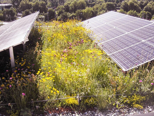 Dachbegrünung-Saatgut ohne Gräser (10m²)