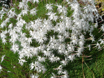 Sand-Nelke (Dianthus arenarius)