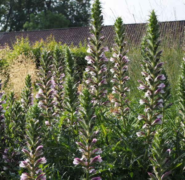 Dorniger Bärenklau (Acanthus spinosus) 