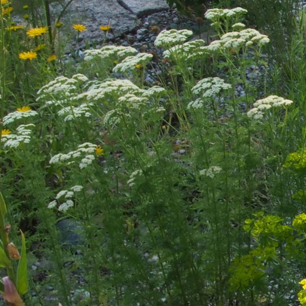 Edle Schafgarbe, Duft-Scharfgarbe (Achillea nobilis)