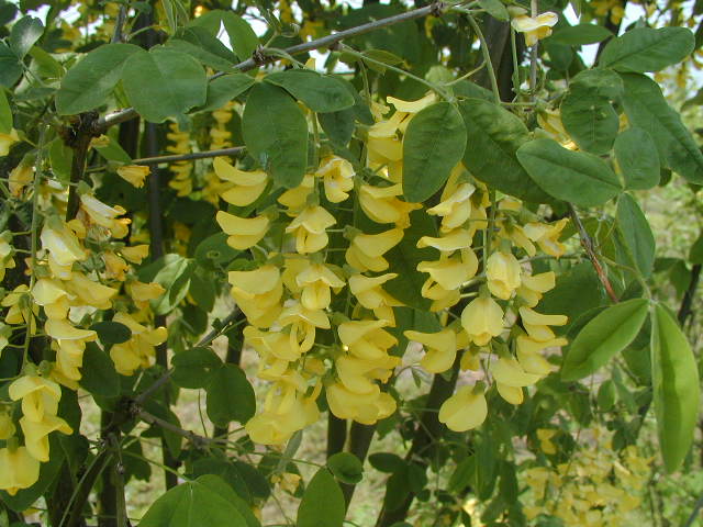 Einheimischer Goldregen (Laburnum vulgare)