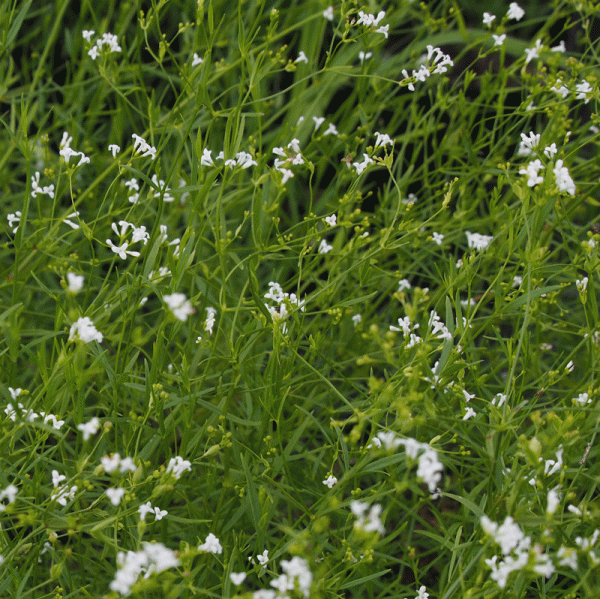 Färber-Meister, Färber-Meier (Asperula tinctoria) 