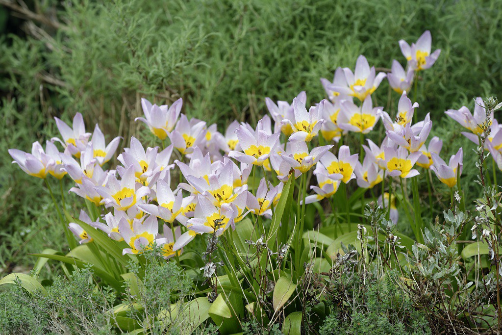 Felsentulpe (Tulipa Saxatilis)