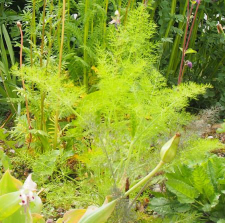 Fenchel (Foeniculum vulgare)