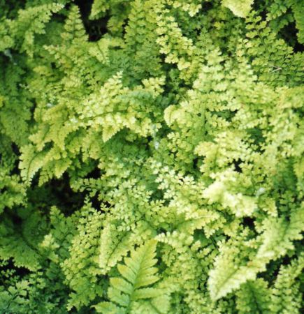 Flaumfederfarn (Polystichum setiferum Plumosum Densum