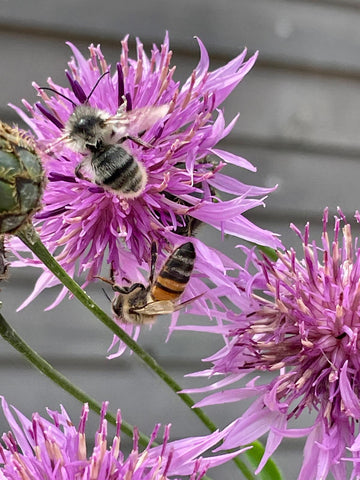 Honig aus dem Naturgarten