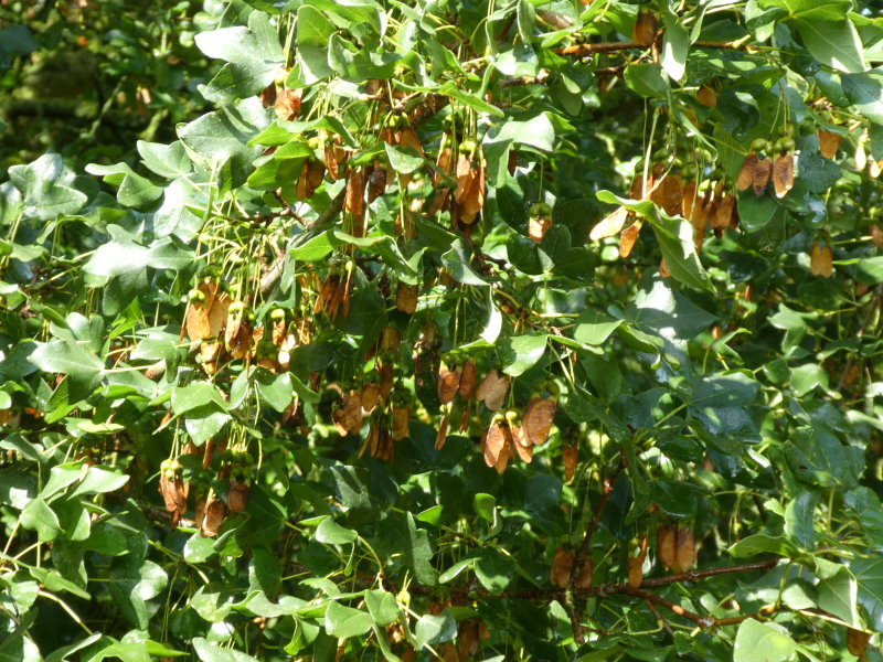 Französischer Ahorn (Acer monspessulanum)