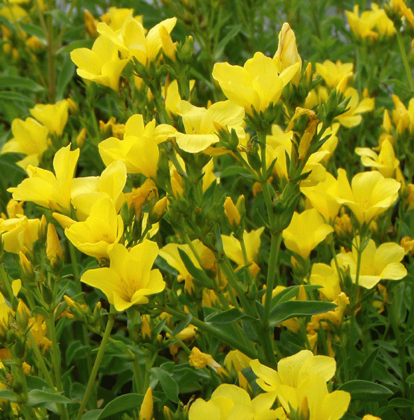 Gelber Lein (Linum flavum) 