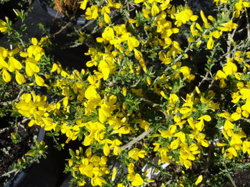 Behaarter Ginster "Vancouver Gold" (Genista pilosa)