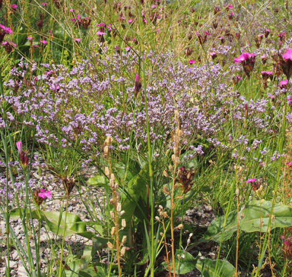 Gewöhnlicher Strandflieder (Limonium vulgare)