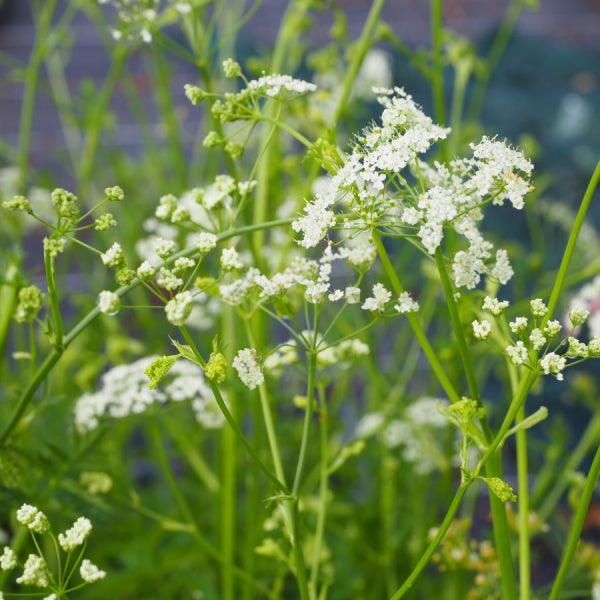 Große Bibernelle (Pimpinella major) 