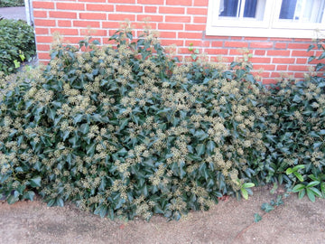 Strauchefeu "Arborescens" (Hedera helix)