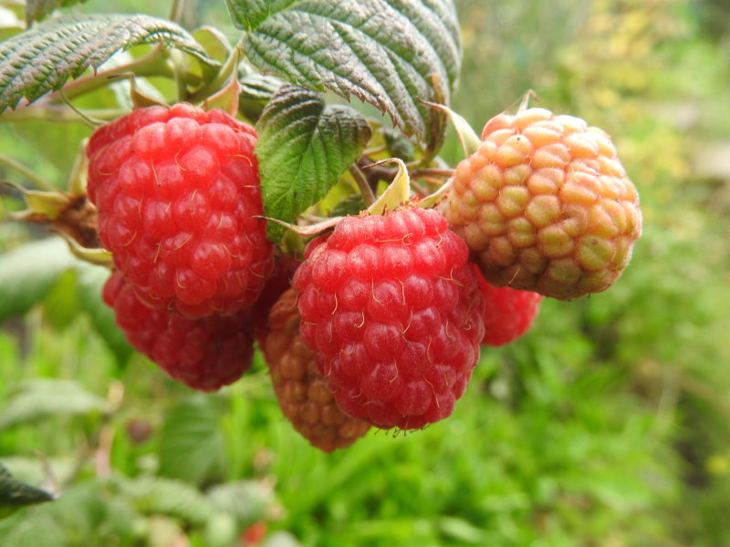 Himbeere "Sanibelle" (Rubus idaeus)