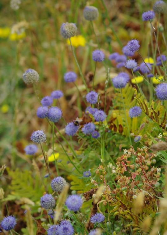 Berg-Sandglöcken (Jasione montana)