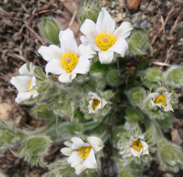 Küchenschelle "Alba" (Pulsatilla vulgaris "Alba") 