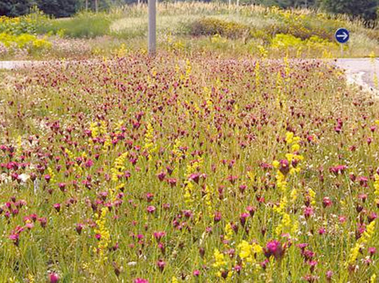 Pflaster- und Schotterrasen SPEZIAL (100g)