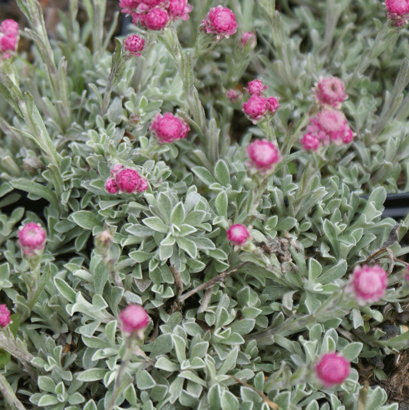 Katzenpfötchen "Rotes Wunder" (Antennaria dioica) 