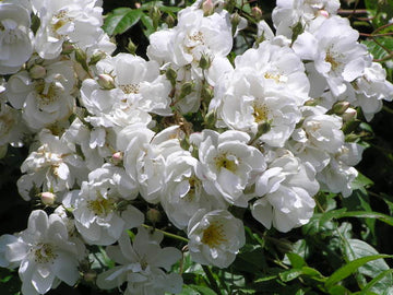 Kletterrose "Bobby James"