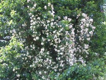 Kletterrose "Lykkefund"