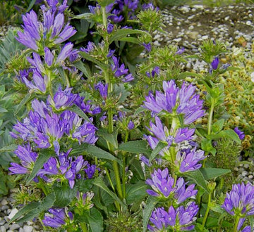 Knäul-Glockenblume (Campanula glomerata) 