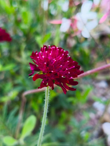 Mazedonische Witwenblume (Knautia macedonia)