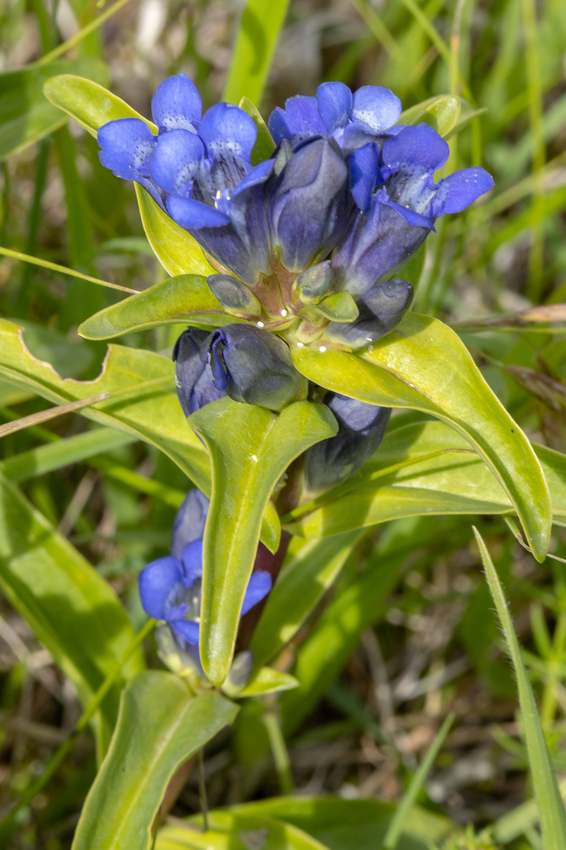 Kreuz-Enzian (Gentiana cruciata) "Bio"