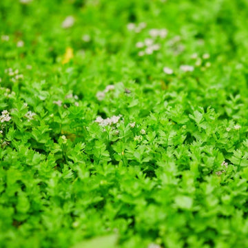 Kriechender Eppisch, Wilder Sellerie (Apium repens) 