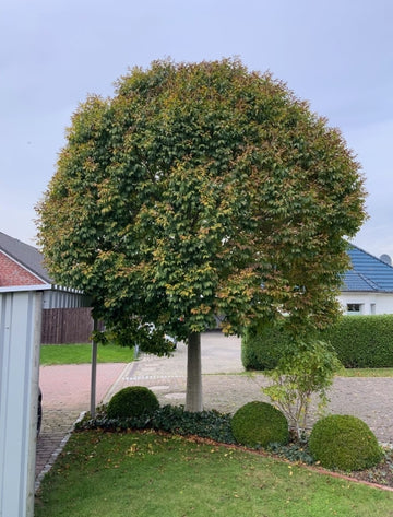 Kugel-Blumenesche (Fraxinus ornus 'Meczek')