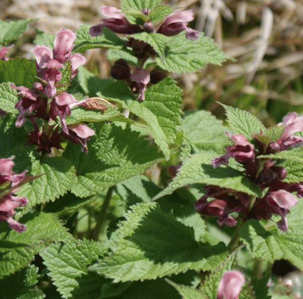 Nesselkönig (Lamium orvala) 