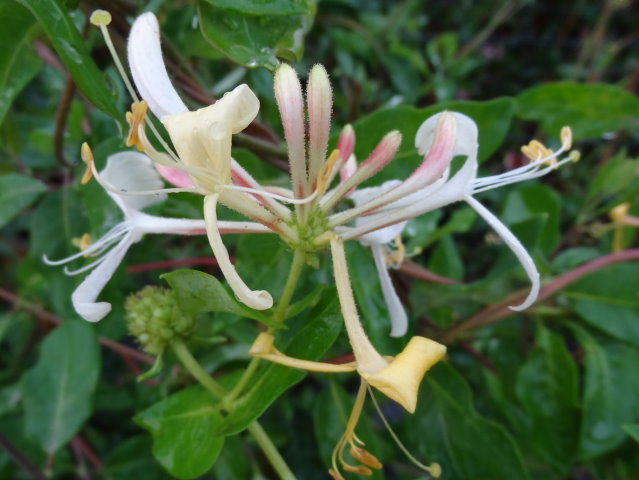 Echtes Geißblatt (Lonicera caprifolium)