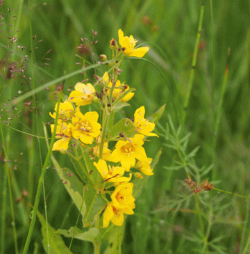 Gilbweiderich (Lysimachia vulgaris) 