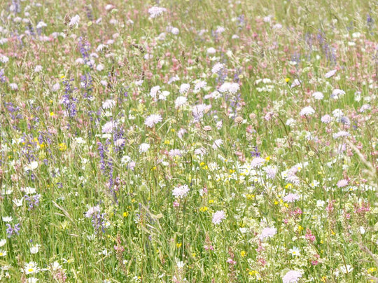 Mager- und Sandrasen SPEZIAL (100g)