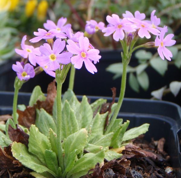 Mehl-Primel (Primula farinosa) 