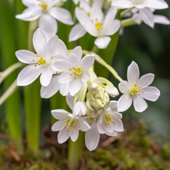 Milchstern "White Trophy" (Ornithogalum White Trophy)